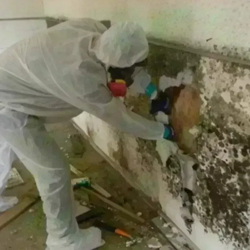 Mold Remediation and Removal in Obetz, OH